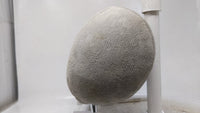 2001 Toyota Prius Headrest Head Rest Rear Center Seat Gray - Oemusedautoparts1.com