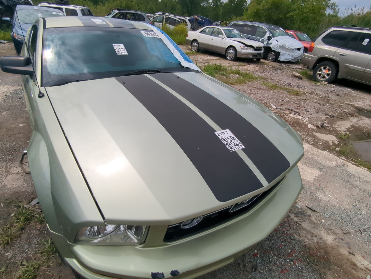 2006-2009 Ford Mustang Front Bumper Grille - Oemusedautoparts1.com