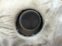 2010 Mazda 3 Engine Cover - Oemusedautoparts1.com